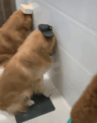 狗與愛的世界