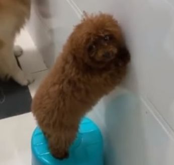 狗與愛的世界