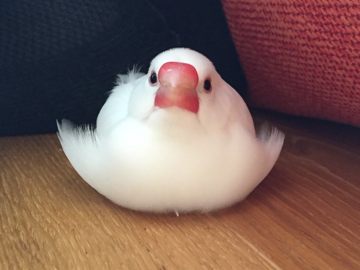 白文鳥一放鬆的樣子超爆笑 網友笑噴 還以為裝著一顆草莓大福