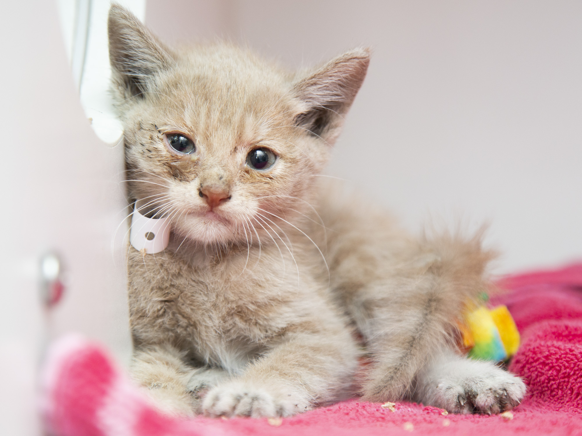 COURTESY OF THE ARIZONA HUMANE SOCIETY