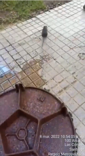 圖片截取自