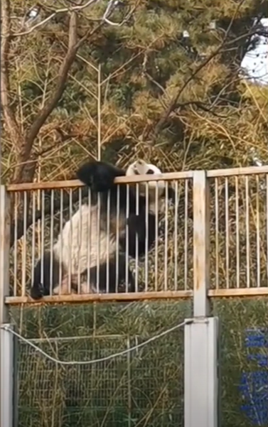 圖片截取自