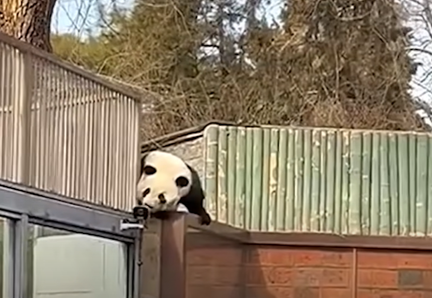 圖片截取自