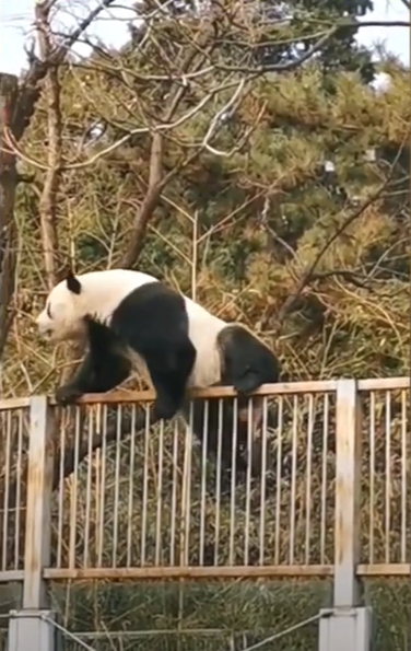 圖片截取自
